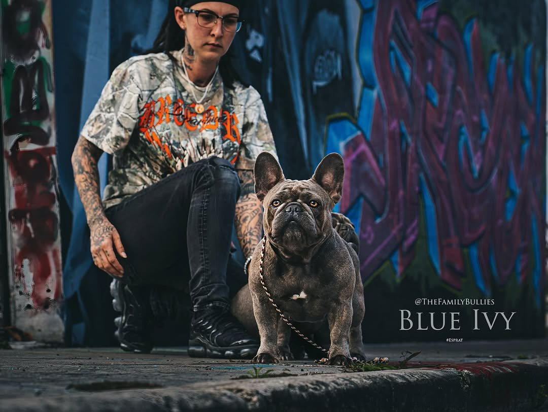 Premium French Bulldog